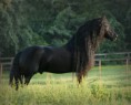 /album/fotogalerij/a16927-friesian-1-jpg1/